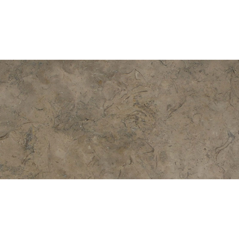 Fossil Brown Limestone 12x24 Polished Tile - TILE & MOSAIC DEPOT